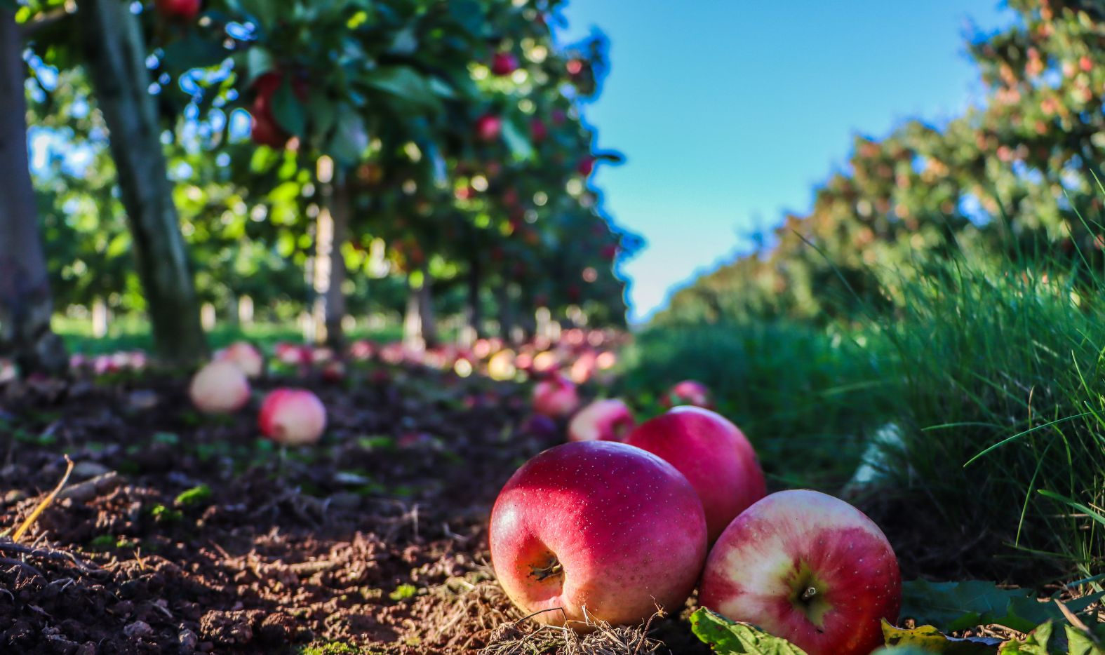 Valley Apples